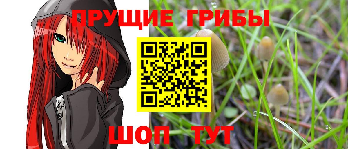Лысьва  Псилоцибиновые грибы Cubensis  Псилоцибиновые грибы Psilocybine cubensis  Вход с VPN 